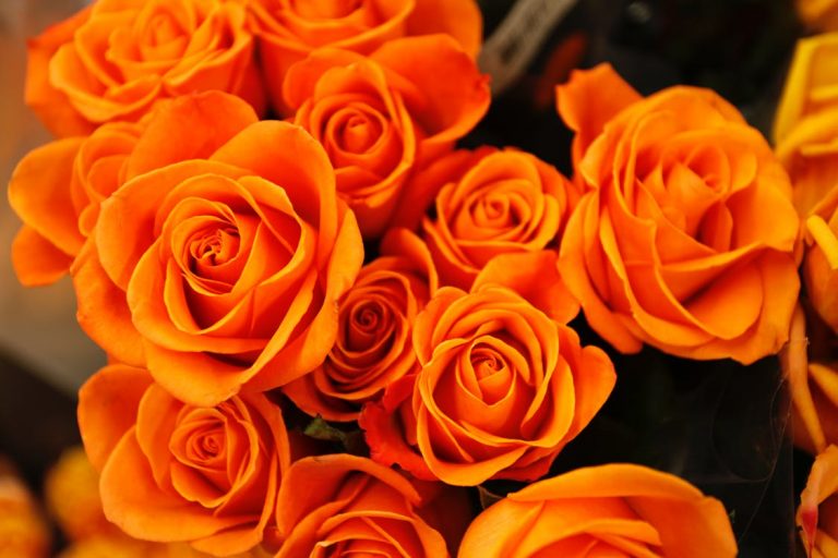 Orange roses