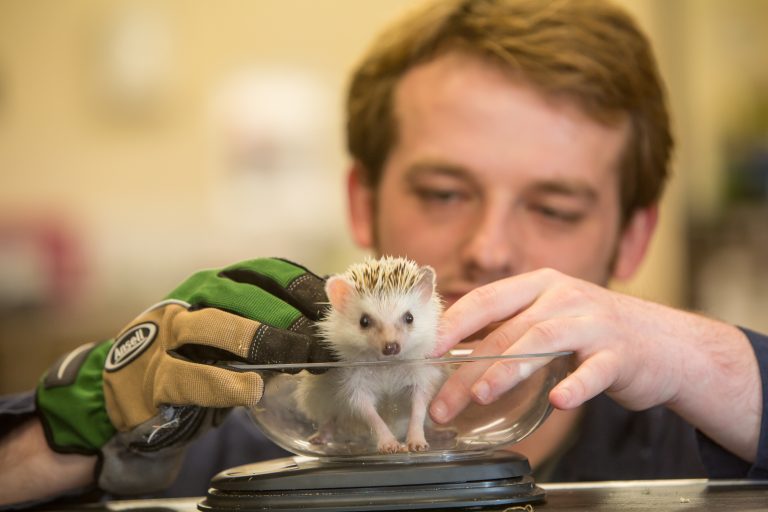 Animal science student weighing hedgehog.