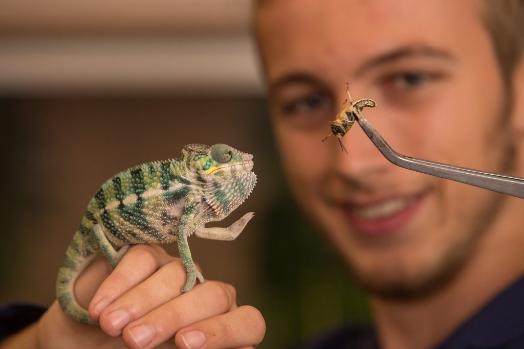 Student feeding chameleon.