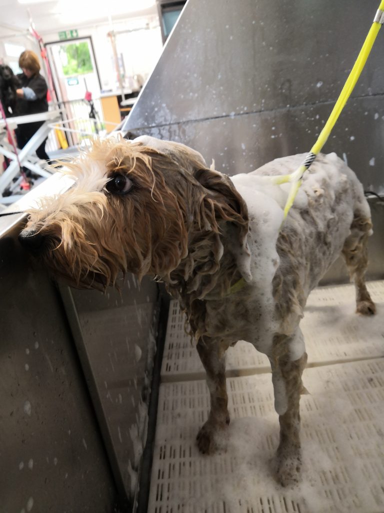 Small dog with shampoo in grooming shower