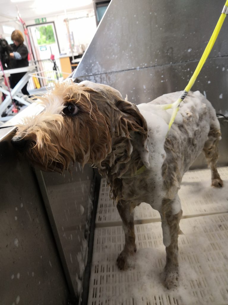 Dog grooming city and guilds hot sale