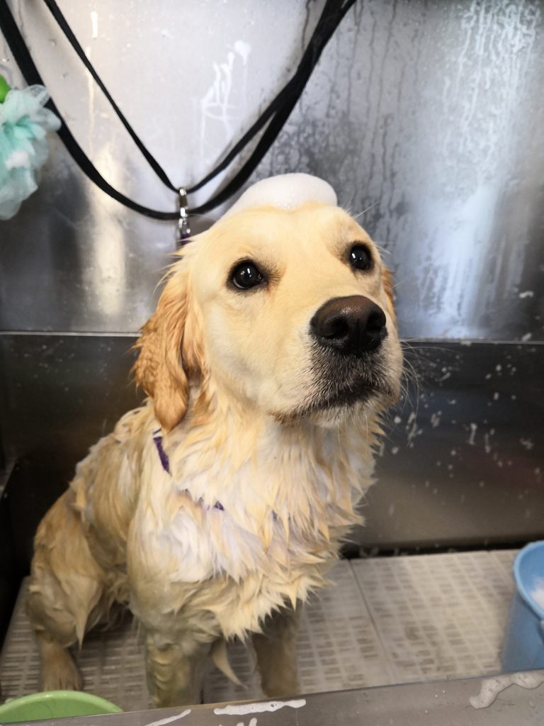 Dog grooming with shampoo ready to be washed