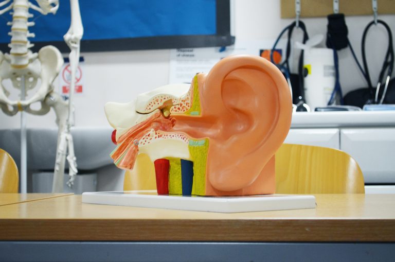 Audiology ear model