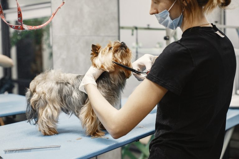 Woman cutting and grooming dog's hair